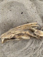 Sciaenidae
