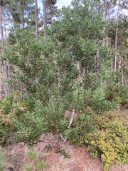 Acacia longifolia