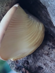 Crepidotus crocophyllus