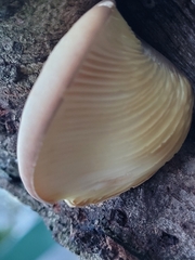 Crepidotus crocophyllus