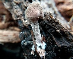 Melanophyllum haematospermum