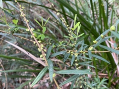 Pimelea axiflora axiflora