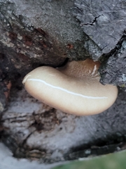 Crepidotus crocophyllus