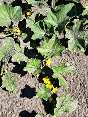 Cucumis melo
