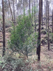 Acacia longifolia