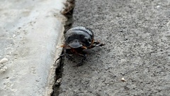 Dichotomius carolinus