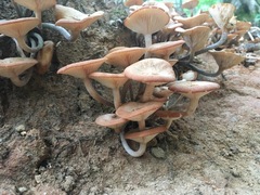 Desarmillaria