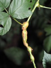 Neolasioptera nodulosa