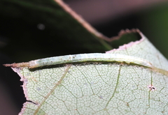 Parallelia bistriaris