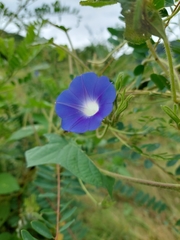 Ipomoea nil