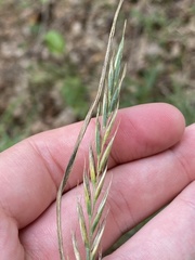 Elymus repens