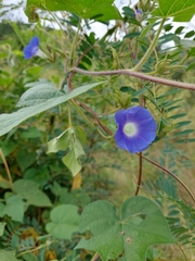 Ipomoea nil