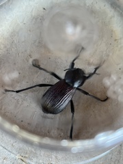 Tenebrionidae