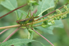 Orchelimum pulchellum