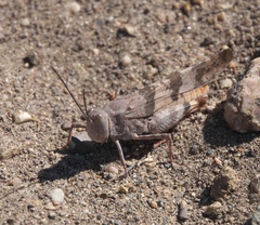 Trimerotropis latifasciata