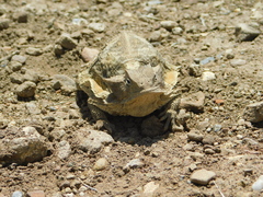 Phrynosoma taurus