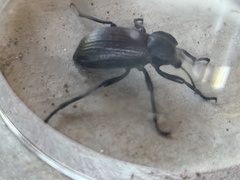 Tenebrionidae