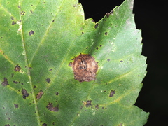 Acericecis ocellaris