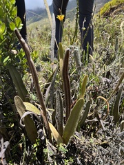 Elaphoglossum