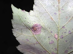 Acericecis ocellaris