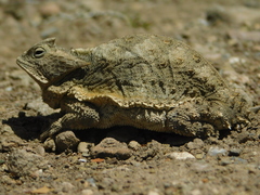 Phrynosoma taurus