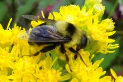 Eristalis flavipes