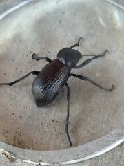 Tenebrionidae