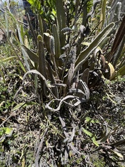 Elaphoglossum