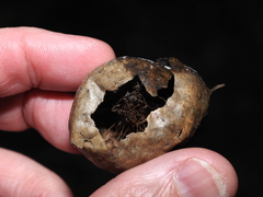 Amphibolips quercusinanis