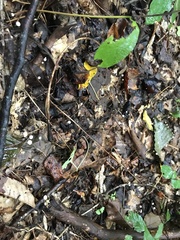 Marasmius capillaris