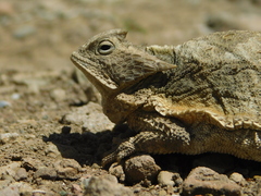 Phrynosoma taurus