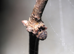 Andricus indistinctus