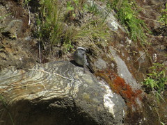 Ochthoeca leucophrys