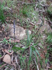 Caesia calliantha