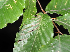 Acalitus ferrugineum