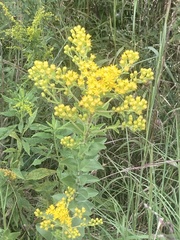 Solidago rigida