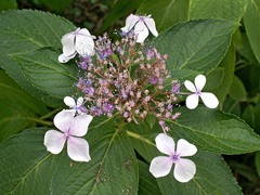 Hydrangea