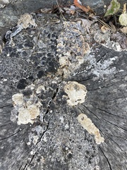 Trametes versicolor