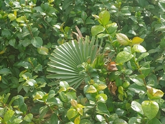 Trachycarpus fortunei
