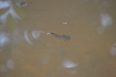 Ameiurus nebulosus