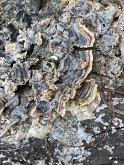 Trametes versicolor