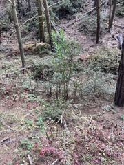 Acacia longifolia