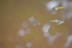 Ameiurus nebulosus