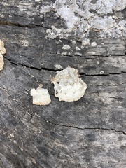 Trametes versicolor