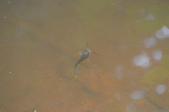 Ameiurus nebulosus