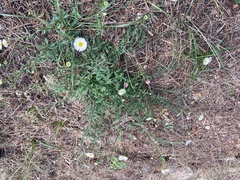 Erigeron karvinskianus