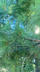 Pinus strobus