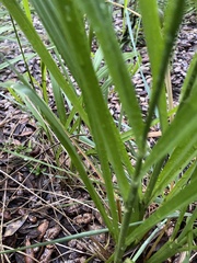 Chasmanthium sessiliflorum