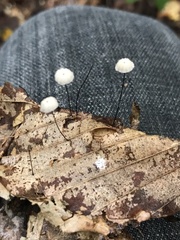 Marasmius capillaris