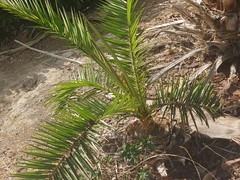 Phoenix canariensis